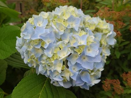 紫陽花全体 紫陽花全体の写真