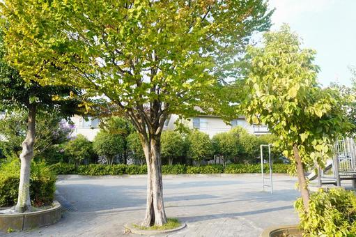 広場の木 広場の木 木,広場,地面の写真素材