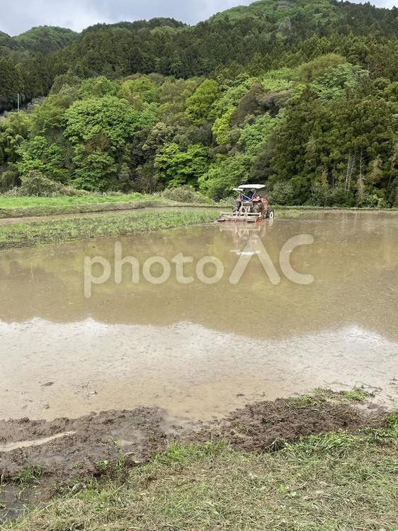 田んぼの代かき 田,田んぼ,お米を作るの写真素材