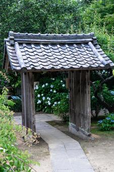 あじさい寺　満開のあじさい 紫陽花,あじさい,寺の写真素材