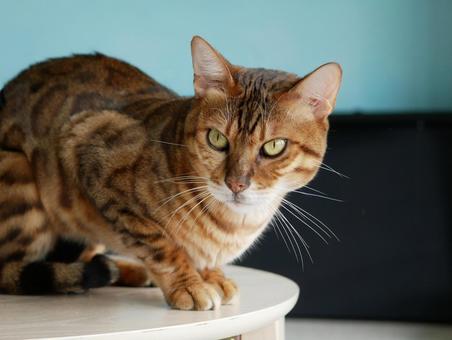 ベンガル猫 ベンガル猫 猫,ベンガル,ペットの写真素材