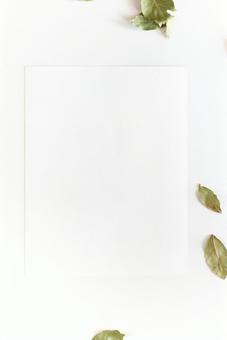 白い紙とドライリーフ 白い紙とドライリーフの写真
