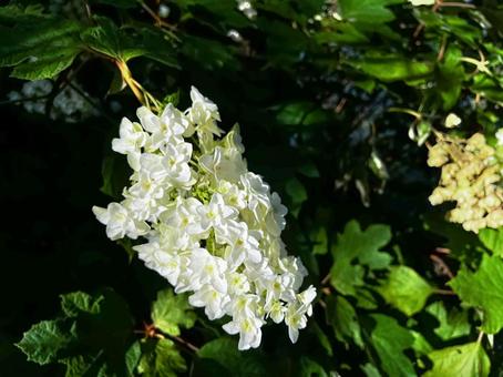 白い花 白い花の写真