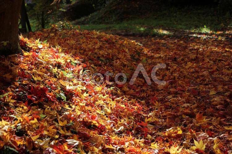 きみまち阪公園　秋の風景１３ 秋,紅葉,きみまち阪公園の写真素材