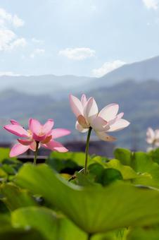 蓮の花 蓮の花の写真