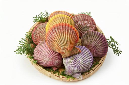 ヒオウギ貝(バック飛ばし、影イキ) ヒオウギ貝(バック飛ばし、影イキ) ヒオウギ貝,白バック,緋扇貝の写真素材