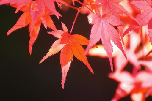 Burning autumn, JPG Burning autumn, autumn leaves, yellow leaves, red, JPG