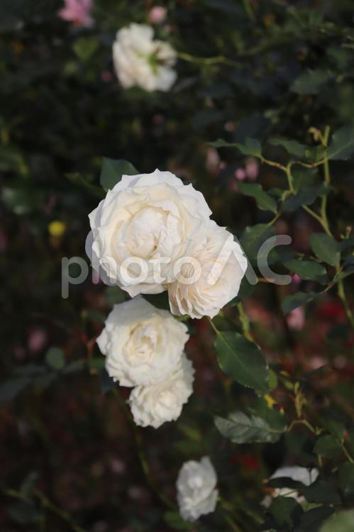 日本生まれの白い薔薇、真珠貝 薔薇,真珠貝,白の写真素材