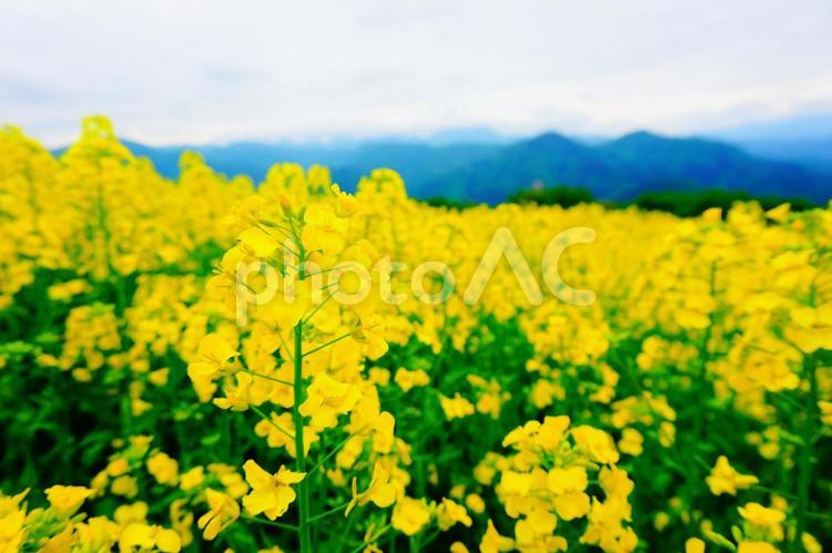 三ノ倉高原の菜の花 三ノ倉高原花畑,菜の花,菜の花畑の写真素材