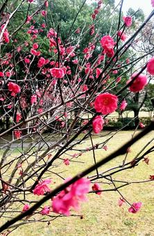 公園の梅の木 公園の梅の木の写真