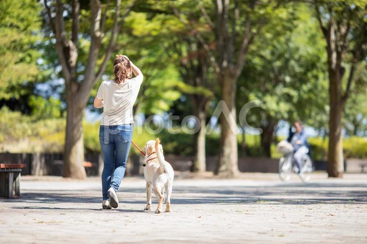 犬の散歩をする女性 飼い主,愛犬家,犬好きの写真素材