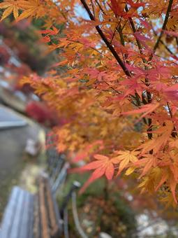 紅葉 紅葉の写真