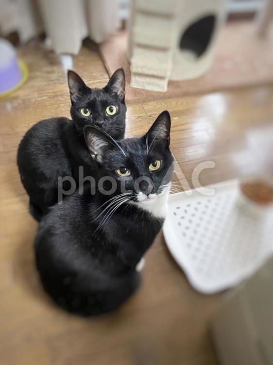 猫_おやつをお行儀よく待つ黒猫たち 猫,ネコ,ねこの写真素材