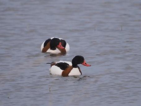Photo, tsugarigamo, duck, swim, 