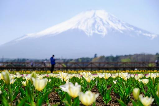Mount Fuji and Tulips at Hana no Miyako Park, JPG