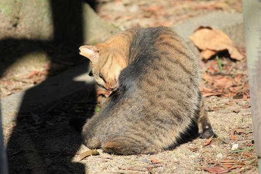 毛繕い 毛繕いの写真