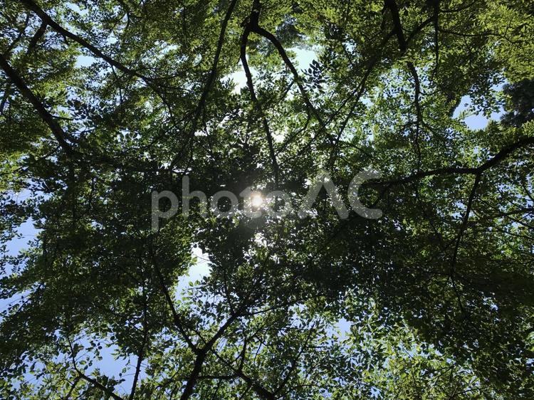 木漏れ日 自然,木漏れ日,リラクゼーションの写真素材
