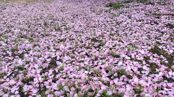 桜の花びら 桜,花びら,芝生の写真素材