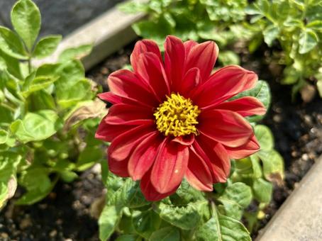 ダリア(テンジクボタン)の赤い花 ダリア(テンジクボタン)の赤い花 ダリア,テンジクボタン,花の写真素材