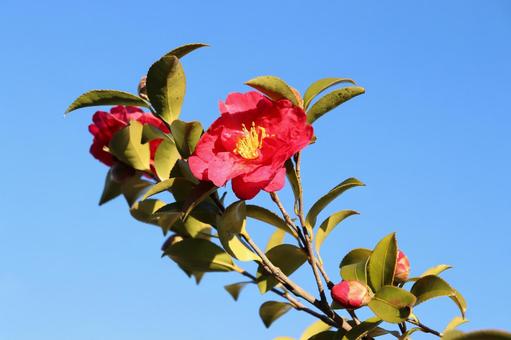 冬の青空に映える真っ赤な山茶花の写真