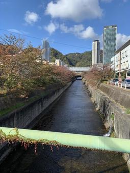 秋の桜並木と川の風景 秋の桜並木と川の風景の写真
