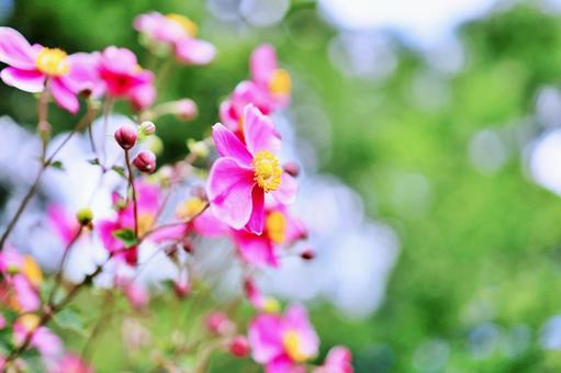 ピンクのシュウメイギクの横顔 ピンクのシュウメイギクの横顔 シュウメイギク,ピンク色,花の写真素材