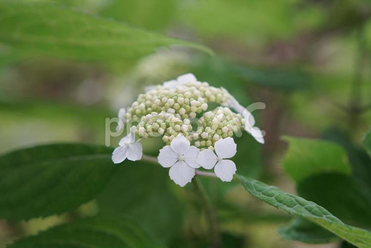 白い可憐なアジサイ アジサイ,白,植物の写真素材