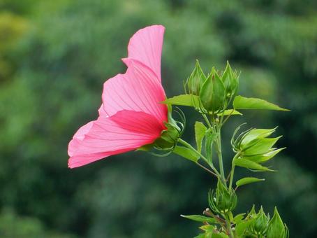 【花の写真】フヨウの花 【花の写真】フヨウの花の写真