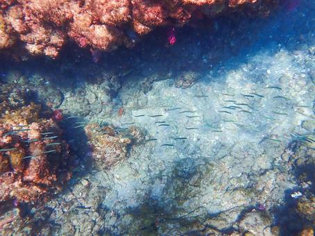 魚の通り道 魚の通り道の写真