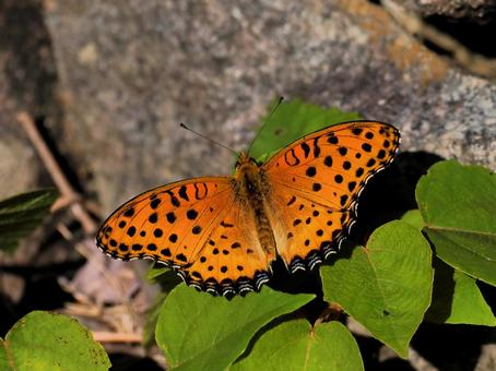 ツマグロヒョウモン ツマグロヒョウモン,蝶,ヒョウモンチョウの写真素材