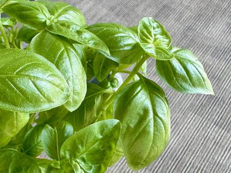 ベランダに置かれた鉢植えバジルのアップ ベランダに置かれた鉢植えバジルのアップの写真