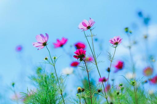 コスモスと青空 コスモスと青空の写真
