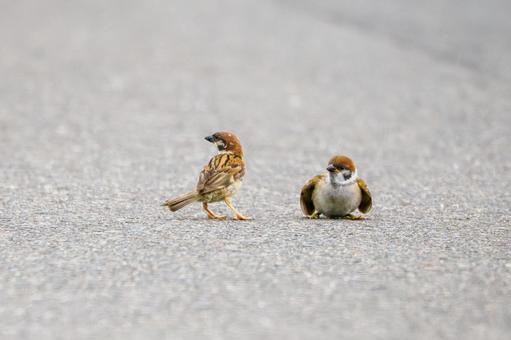 Sparrow (39), JPG Sparrow (39), JPG