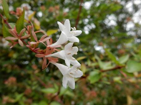 【花の写真】ハナゾノツクバネウツギ 【花の写真】ハナゾノツクバネウツギ ハナゾノツクバネウツギ,アベリア,花園衝羽根空木の写真素材
