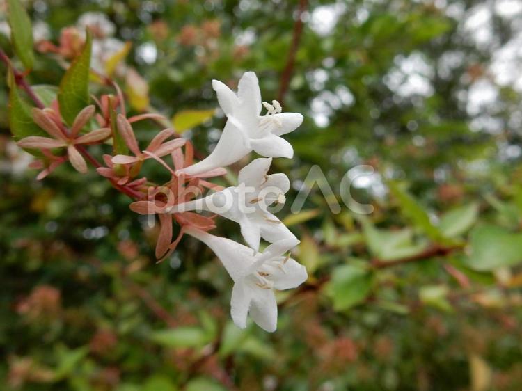 【花の写真】ハナゾノツクバネウツギ ハナゾノツクバネウツギ,アベリア,花園衝羽根空木の写真素材