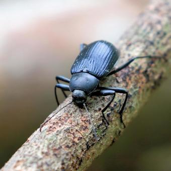 キマワリ キマワリの写真