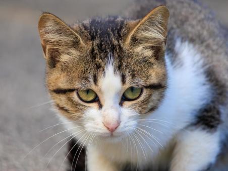 海の公園に居る可愛い野良猫さんです。 海の公園に居る可愛い野良猫さんです。の写真