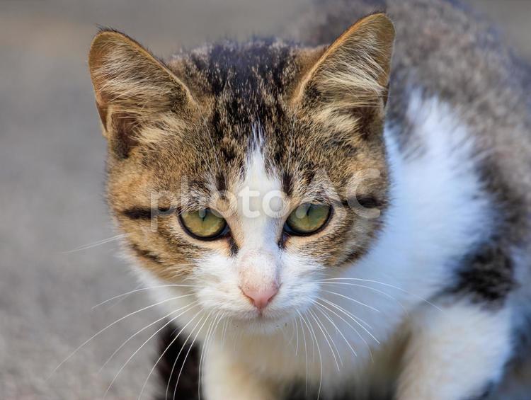 海の公園に居る可愛い野良猫さんです。 猫,野良猫,地域猫の写真素材