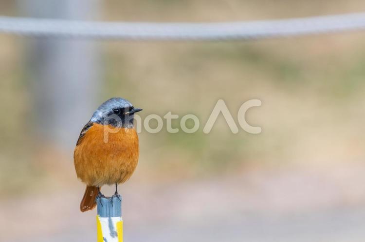 柵にとまるジョウビタキの雄 ジョウビタキ,雄,小鳥の写真素材