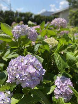 紫陽花畑 紫陽花畑の写真