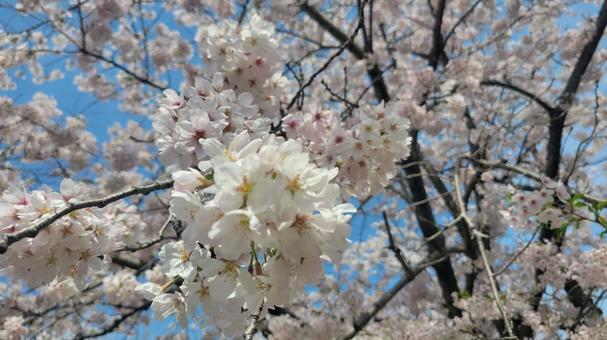 桜 桜の写真