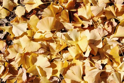 イチョウ・銀杏 落葉 イチョウ,落葉高木,扇形葉の写真素材