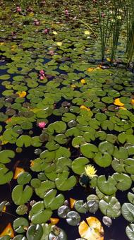 Water Lily, JPG Water Lily, JPG