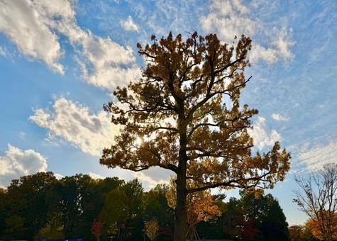 紅葉の木と美しい秋空 紅葉,木,緑の写真素材