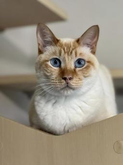 シャムっぽい猫 シャムっぽい猫の写真