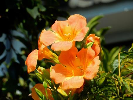 【花の写真】ノウゼンカズラ(凌霄花) 【花の写真】ノウゼンカズラ(凌霄花)の写真