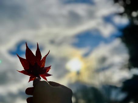 At dusk, holding autumn leaves in my hands, JPG