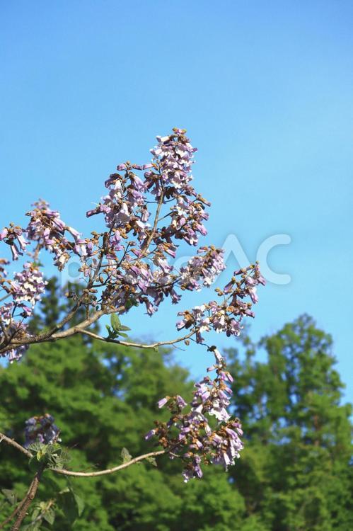 桐の花（山形県山形市） 桐,桐の花,花の写真素材
