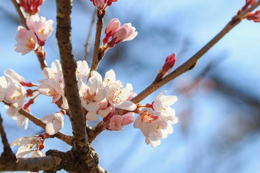 河津桜 河津桜の写真
