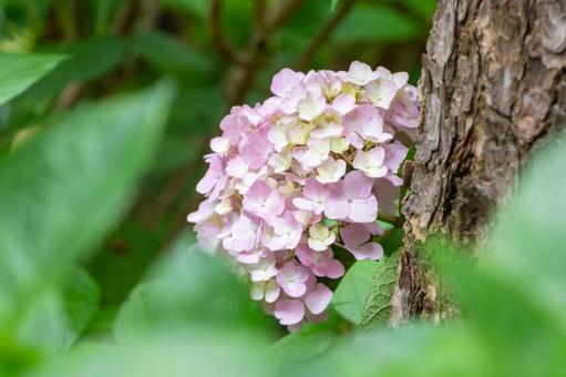 Pale-colored hydrangeas blooming in the shade, hydrangea, flower, petal, JPG